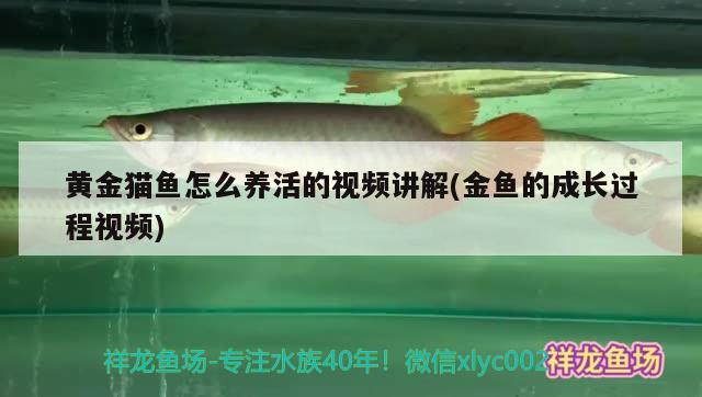 养鲤鱼鱼缸水浑浊怎么办呢视频(鱼缸里的水浑浊怎么办视频) 白子关刀鱼