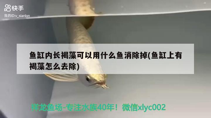 鱼缸内长褐藻可以用什么鱼消除掉(鱼缸上有褐藻怎么去除) 水族杂谈