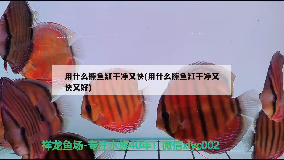 用什么擦鱼缸干净又快(用什么擦鱼缸干净又快又好) 泰庞海莲鱼