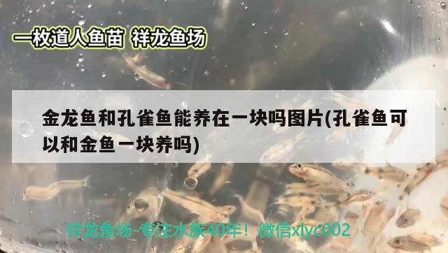 金龙鱼和孔雀鱼能养在一块吗图片(孔雀鱼可以和金鱼一块养吗) 黄金斑马鱼