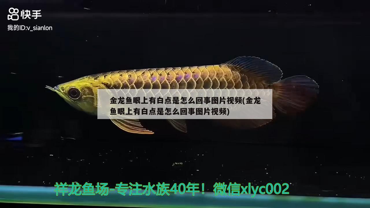 金龙鱼眼上有白点是怎么回事图片视频(金龙鱼眼上有白点是怎么回事图片视频) 大嘴鲸鱼