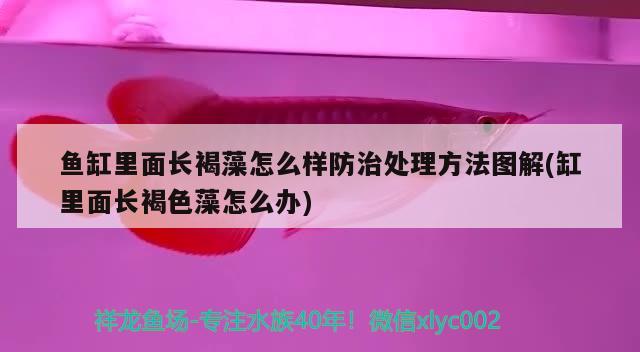 鱼缸里面长褐藻怎么样防治处理方法图解(缸里面长褐色藻怎么办) 其它水族用具设备