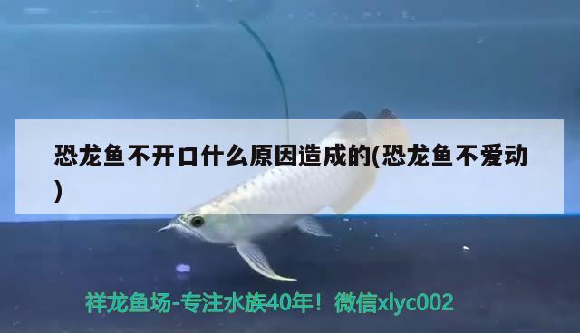 长春最大的观赏鱼批发市场：长春市观赏鱼养殖基地 龙鱼百科