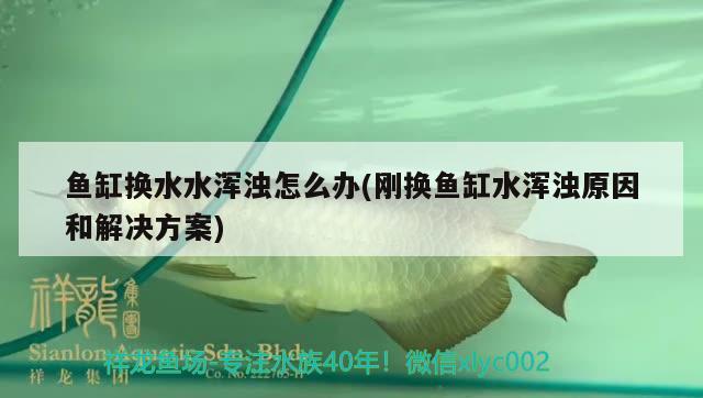 鱼缸换水水浑浊怎么办(刚换鱼缸水浑浊原因和解决方案) 水族用品