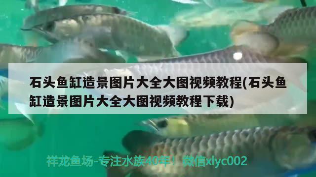 金龙鱼和雷龙鱼的区别图片（ 金龙鱼和雷龙鱼可以混养吗） BD魟鱼