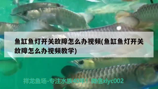 鱼缸鱼灯开关故障怎么办视频(鱼缸鱼灯开关故障怎么办视频教学) 黑桃A鱼苗