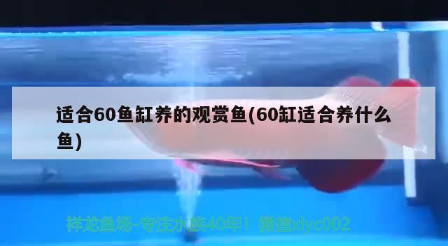 适合60鱼缸养的观赏鱼(60缸适合养什么鱼) 麦肯斯银版鱼