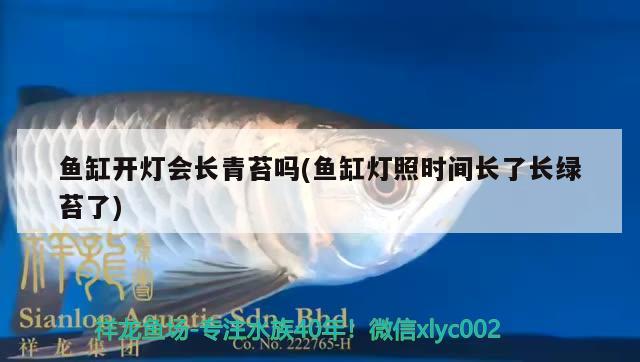 鱼缸开灯会长青苔吗(鱼缸灯照时间长了长绿苔了) 黄金鸭嘴鱼