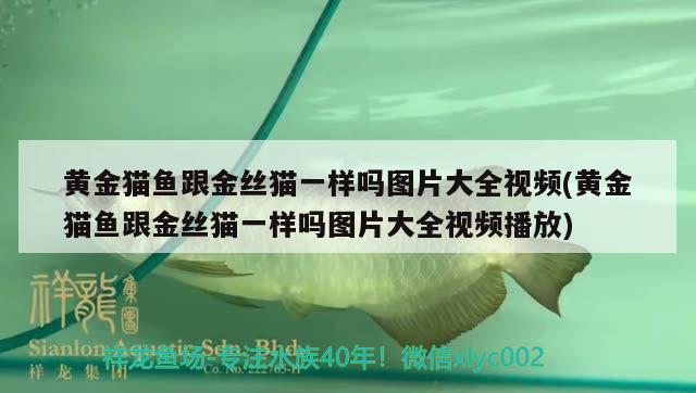 黄金猫鱼跟金丝猫一样吗图片大全视频(黄金猫鱼跟金丝猫一样吗图片大全视频播放) 黄金猫鱼