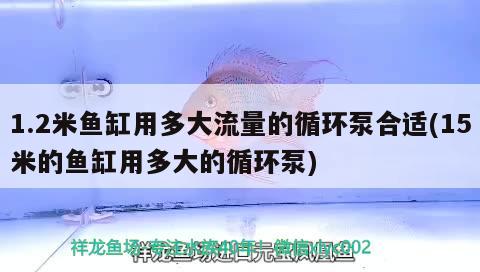 1.2米鱼缸用多大流量的循环泵合适(15米的鱼缸用多大的循环泵) 龙凤鲤鱼