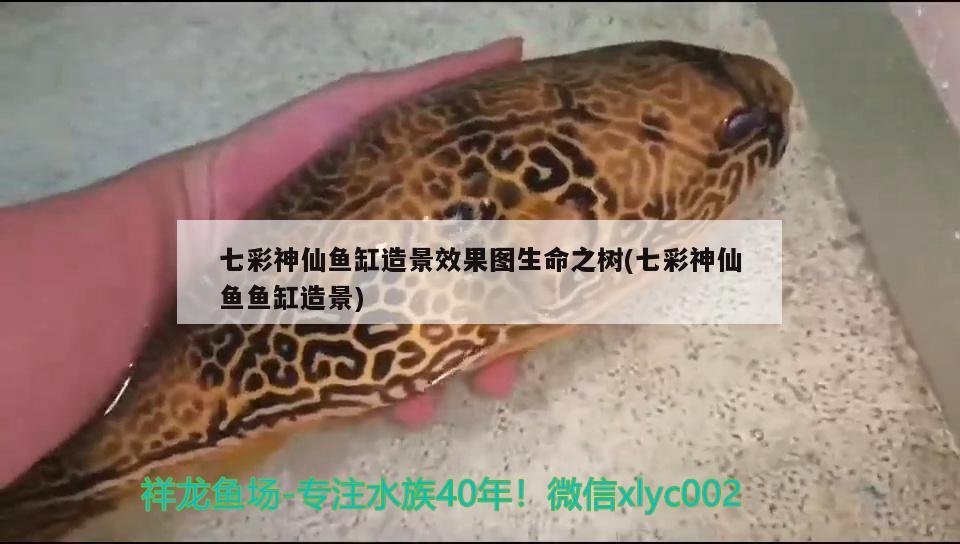 连云港水族馆新到小龙两眼有微少的白斑有高手可以指点我吗？ 过背金龙鱼 第1张