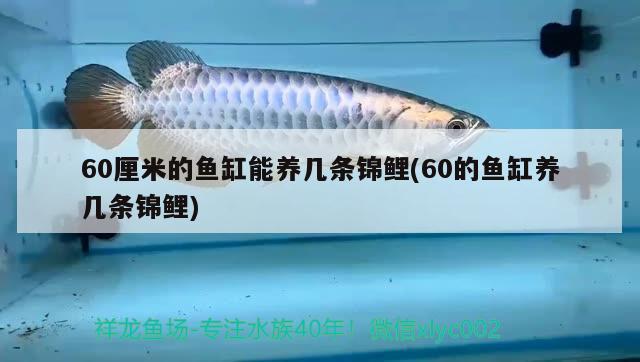 60厘米的鱼缸能养几条锦鲤(60的鱼缸养几条锦鲤) 红头利鱼