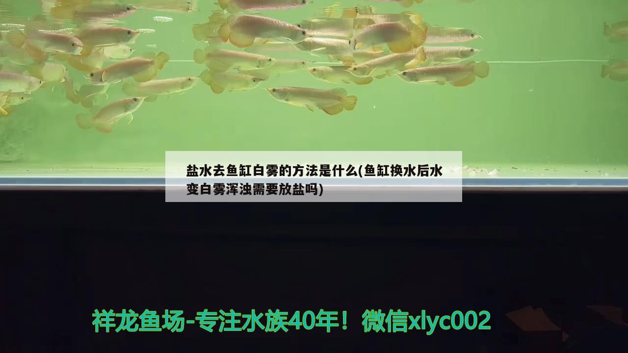 盐水去鱼缸白雾的方法是什么(鱼缸换水后水变白雾浑浊需要放盐吗) B级过背金龙鱼