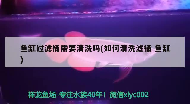 鱼缸过滤桶需要清洗吗(如何清洗滤桶鱼缸) 元宝凤凰鱼专用鱼粮 第3张