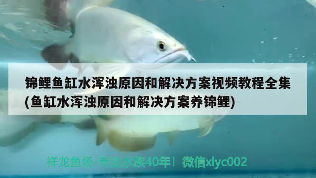 锦鲤鱼缸水浑浊原因和解决方案视频教程全集(鱼缸水浑浊原因和解决方案养锦鲤) 广州观赏鱼批发市场 第3张