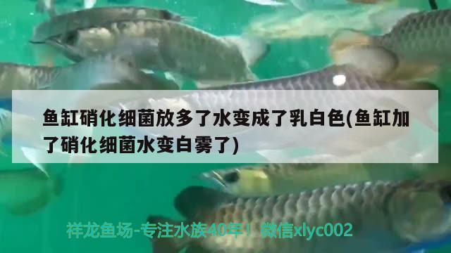 鱼缸硝化细菌放多了水变成了乳白色(鱼缸加了硝化细菌水变白雾了) 硝化细菌