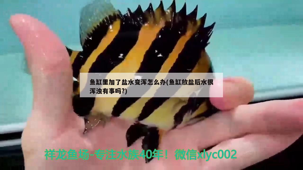 鱼缸里加了盐水变浑怎么办(鱼缸放盐后水很浑浊有事吗?) 观赏虾蟹等饲料