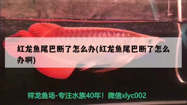 红龙鱼尾巴断了怎么办(红龙鱼尾巴断了怎么办啊) 热带鱼鱼苗批发