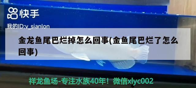 金龙鱼尾巴烂掉怎么回事(金鱼尾巴烂了怎么回事) 肥料