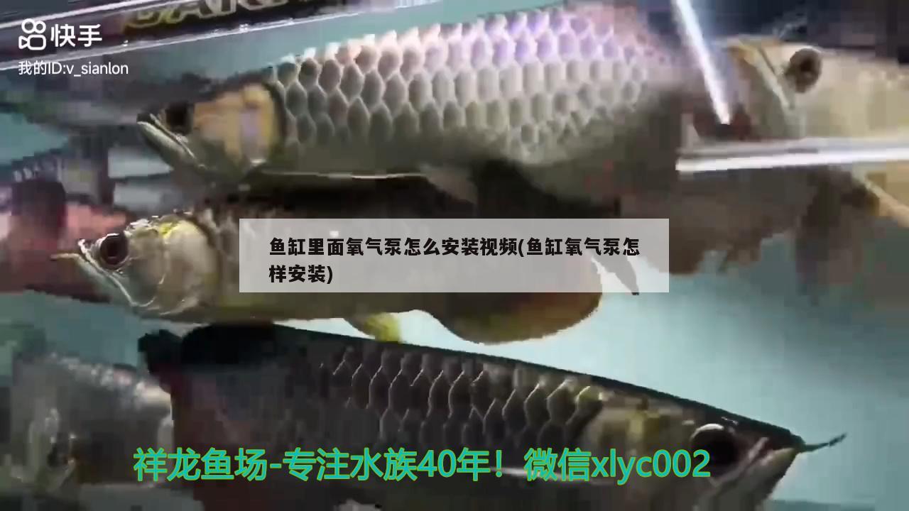 鱼缸里面氧气泵怎么安装视频(鱼缸氧气泵怎样安装) 蓝底过背金龙鱼