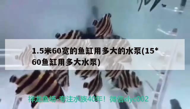 1.5米60宽的鱼缸用多大的水泵(15*60鱼缸用多大水泵) 委内瑞拉奥里诺三间鱼