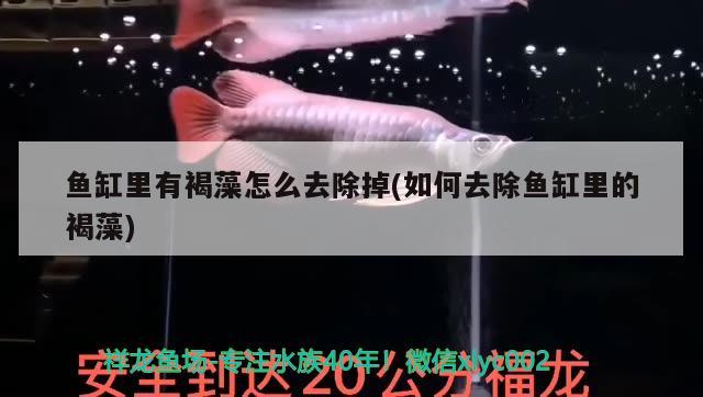 武汉水族批发市场地址哪里最便宜的（武汉哪里有水产市场） 养鱼知识 第1张