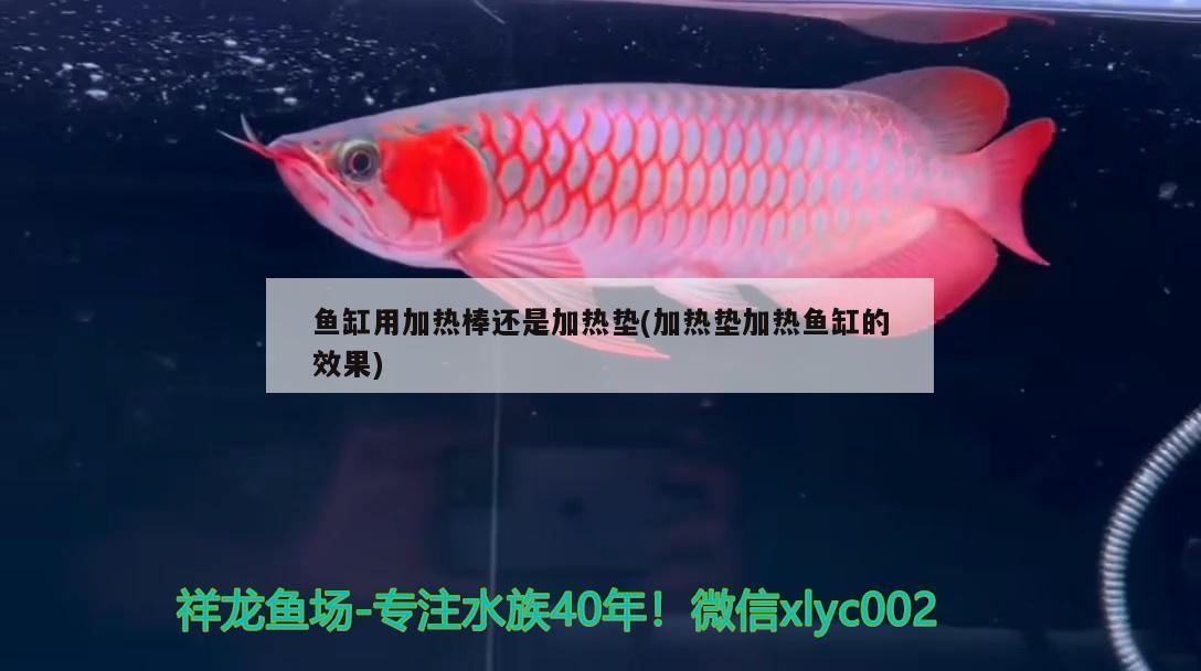 鱼缸用加热棒还是加热垫(加热垫加热鱼缸的效果) 水族维护服务（上门）