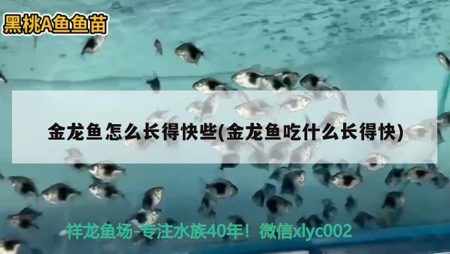 定做大型鱼缸上海店（上海最大的鱼缸市场） 全国水族馆企业名录 第2张