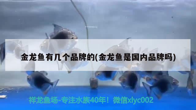 金龙鱼有几个品牌的(金龙鱼是国内品牌吗) 鱼缸风水