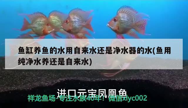 鱼缸养鱼的水用自来水还是净水器的水(鱼用纯净水养还是自来水) 水族杂谈