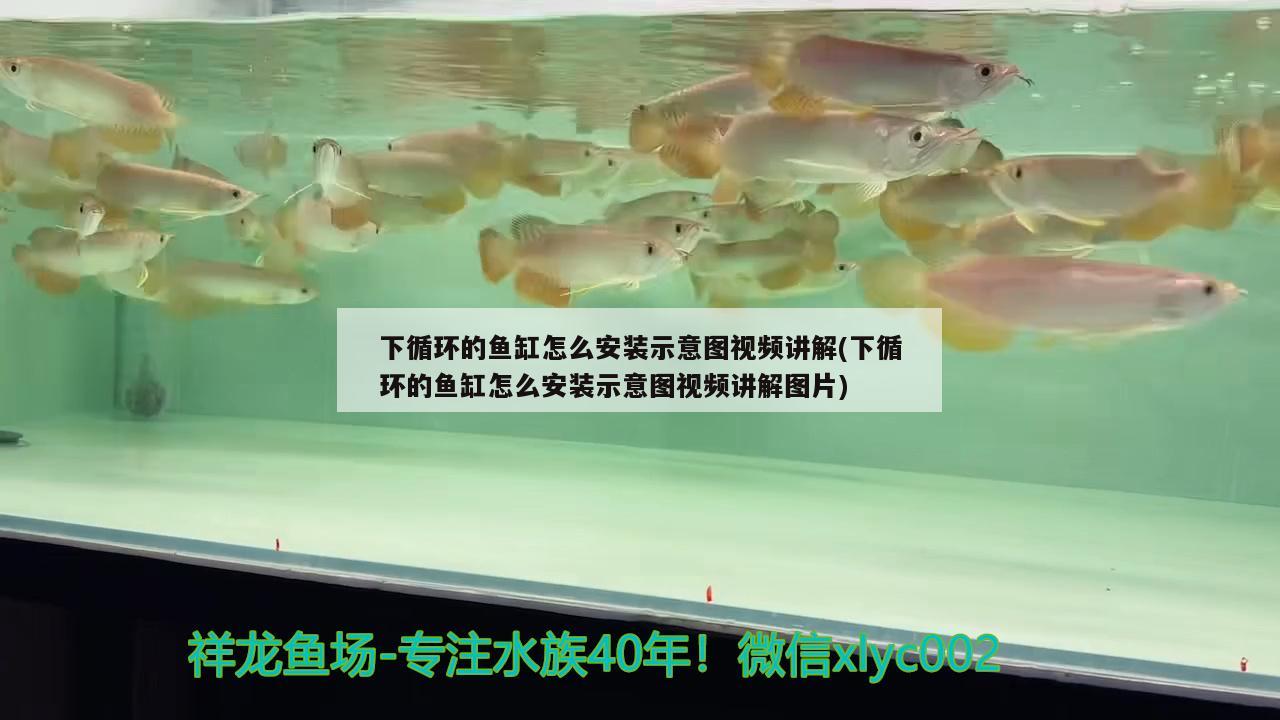 下循环的鱼缸怎么安装示意图视频讲解(下循环的鱼缸怎么安装示意图视频讲解图片) 龙鱼批发