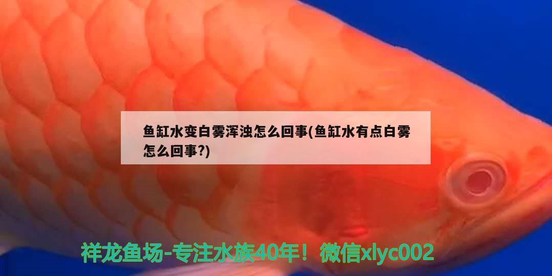 鱼缸水变白雾浑浊怎么回事(鱼缸水有点白雾怎么回事?)