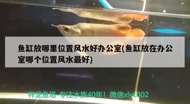 50的鱼缸是多大尺寸(50的鱼缸是多大尺寸的) 广州水族器材滤材批发市场 第1张