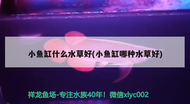 60厘米的鱼缸适合养什么鱼(60厘米缸能养什么鱼)