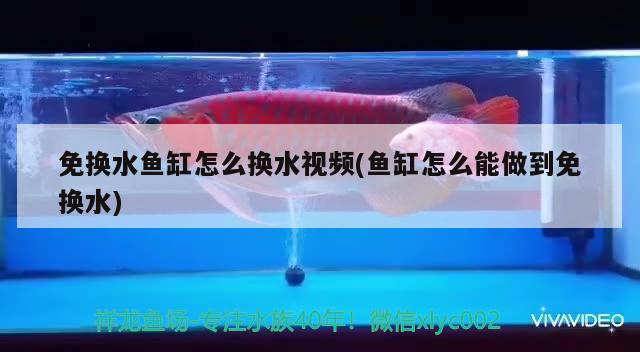 鱼缸气泵怎么自制的（鱼缸气泵安装方法） 充氧泵 第1张