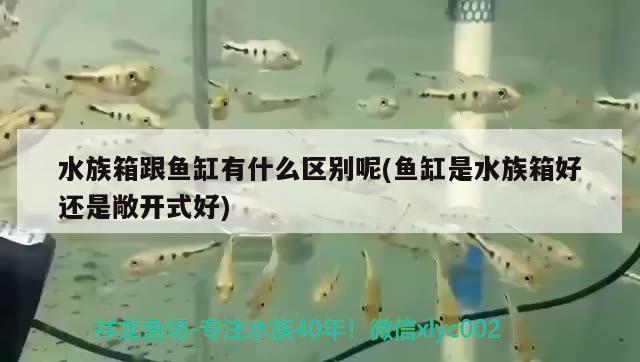 水族箱跟鱼缸有什么区别呢(鱼缸是水族箱好还是敞开式好) 鱼缸/水族箱