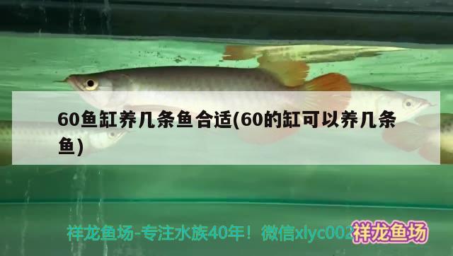 60鱼缸养几条鱼合适(60的缸可以养几条鱼)