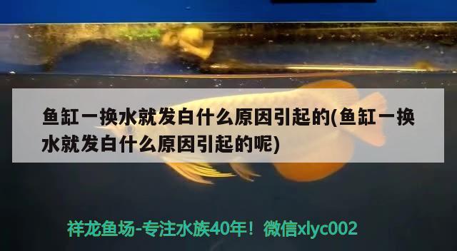 金龙鱼的营销策略有哪些 金龙鱼营销方面的启示 养鱼的好处 第1张