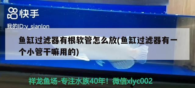 威海水族批发市场在哪里进货：威海水产品批发市场营业时间 观赏鱼水族批发市场 第3张