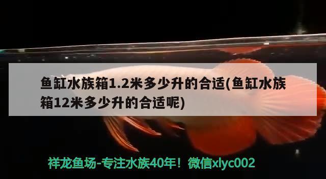 鱼缸水族箱1.2米多少升的合适(鱼缸水族箱12米多少升的合适呢) 鱼缸/水族箱