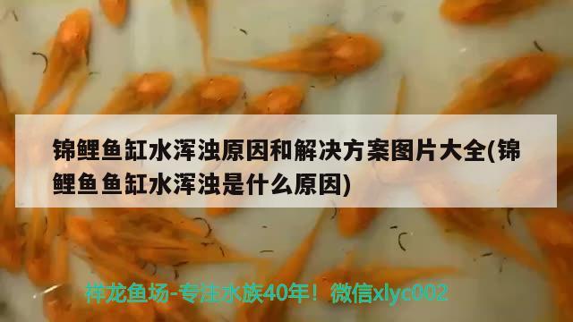 锦鲤鱼缸水浑浊原因和解决方案图片大全(锦鲤鱼鱼缸水浑浊是什么原因)