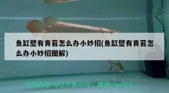 清理鱼缸都有什么鱼好 清理鱼缸都有什么鱼好养 大正锦鲤鱼 第2张