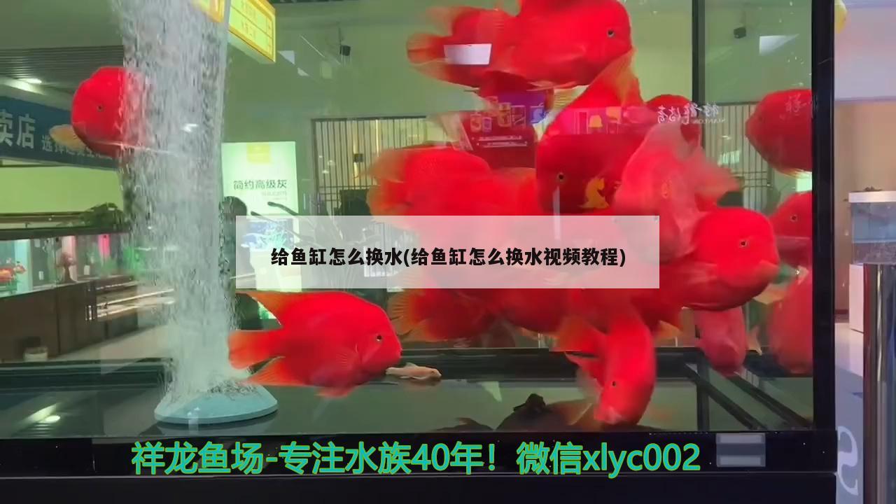 给鱼缸怎么换水(给鱼缸怎么换水视频教程)