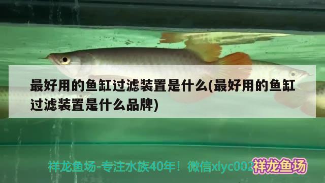 珍珠斑鱼做法价格，珍珠斑鱼多少钱一斤 观赏鱼 第2张