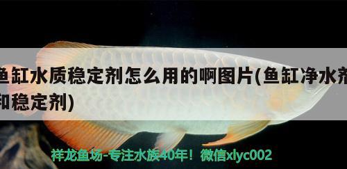 鱼缸水质稳定剂怎么用的啊图片(鱼缸净水剂和稳定剂) 成吉思汗鲨（球鲨）鱼