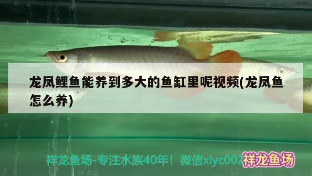 龙凤鲤鱼能养到多大的鱼缸里呢视频(龙凤鱼怎么养) 龙凤鲤鱼