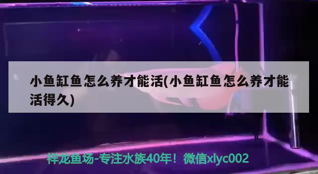 孔雀鱼公鱼的寿命：孔雀鱼公鱼一般长多大用繁殖能力 观赏鱼 第3张