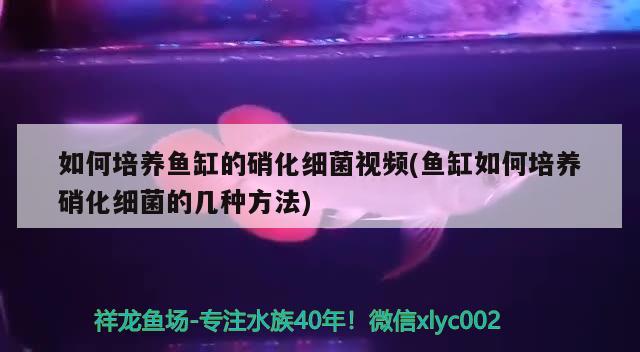 如何培养鱼缸的硝化细菌视频(鱼缸如何培养硝化细菌的几种方法) 硝化细菌