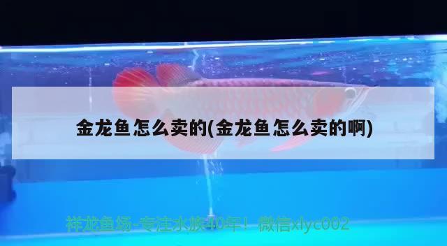 金龙鱼怎么卖的(金龙鱼怎么卖的啊) 广州水族器材滤材批发市场