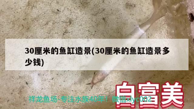 30厘米的鱼缸造景(30厘米的鱼缸造景多少钱) 福魟魟鱼